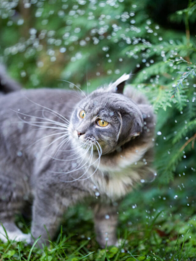 Why is My Cat Trembling? 4 Reasons Story