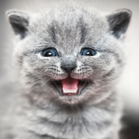 Blue-eyed greyish kitten over a black and white gradient background, meowing.