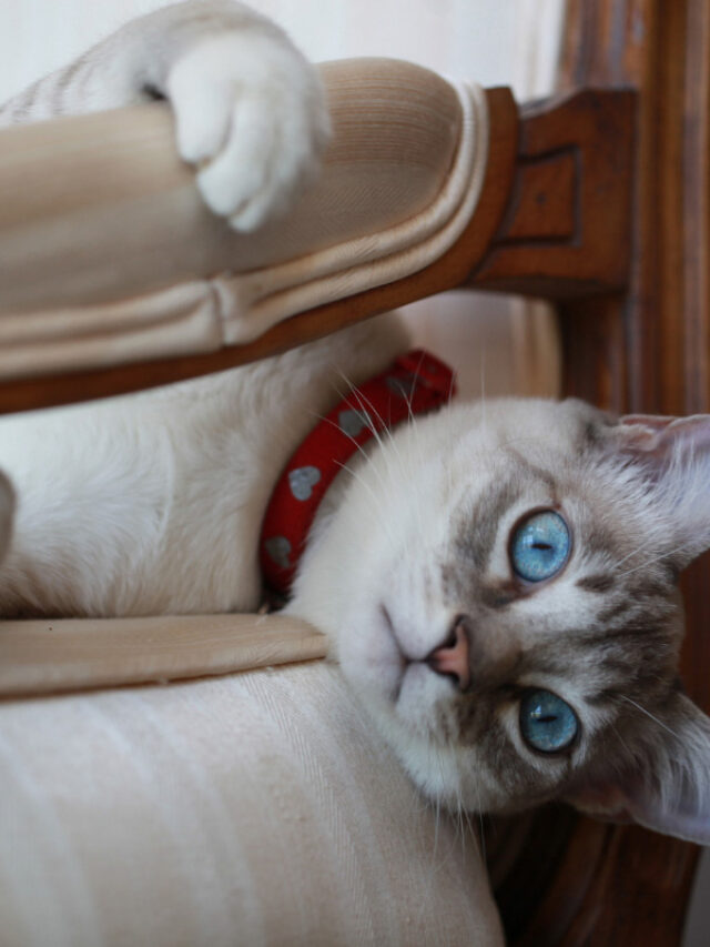 How Long Can You Leave a Cat Alone? Story The Discerning Cat