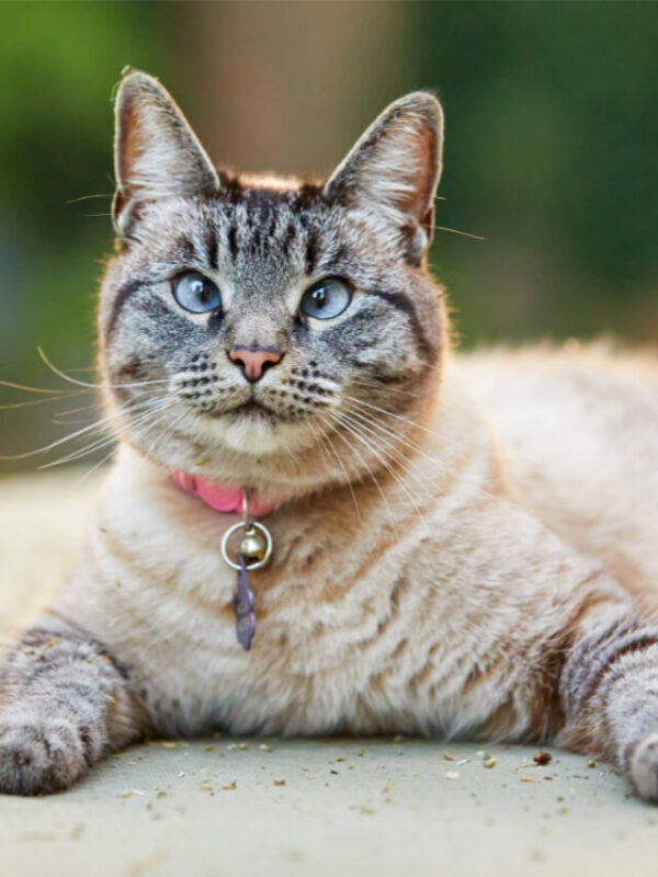 Ultimate Guide to Siamese Cats (2022) 3 cropped-lynx-point-siamese-looking-up.jpg