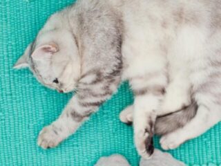 cropped-silver-cat-on-mat-with-feet-in-slippers.jpg