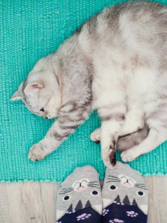 Why Does My Cat Chew on My Feet? 7 Reasons Story The Discerning Cat