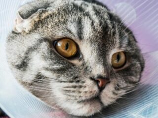 cropped-silver-scottish-fold-cat-with-cone-1.jpg