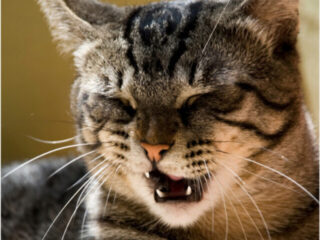 cropped-tabby-cat-about-to-sneeze.jpg
