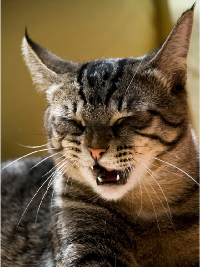 Why Does My Cat Sneeze So Much? 11 Probable Reasons Story