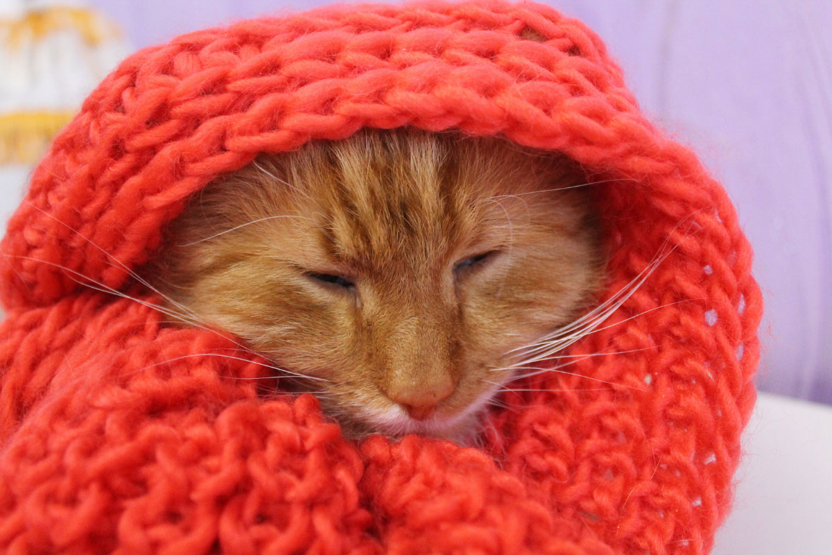 ginger cat in orange scarf