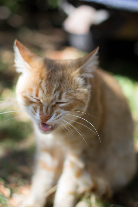 ginger cat mid sneeze (2)