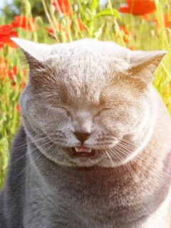 Close up view of a cat sneezing.