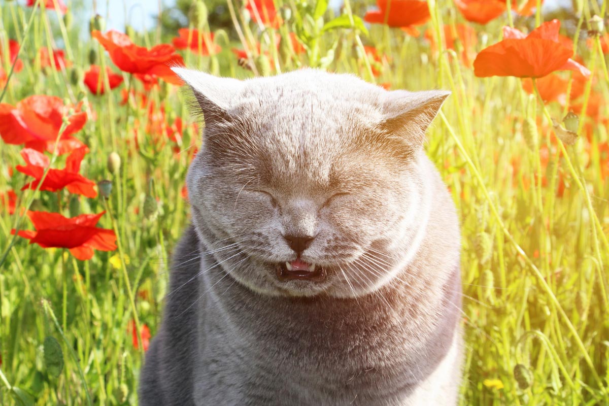 Close up view of a cat sneezing.