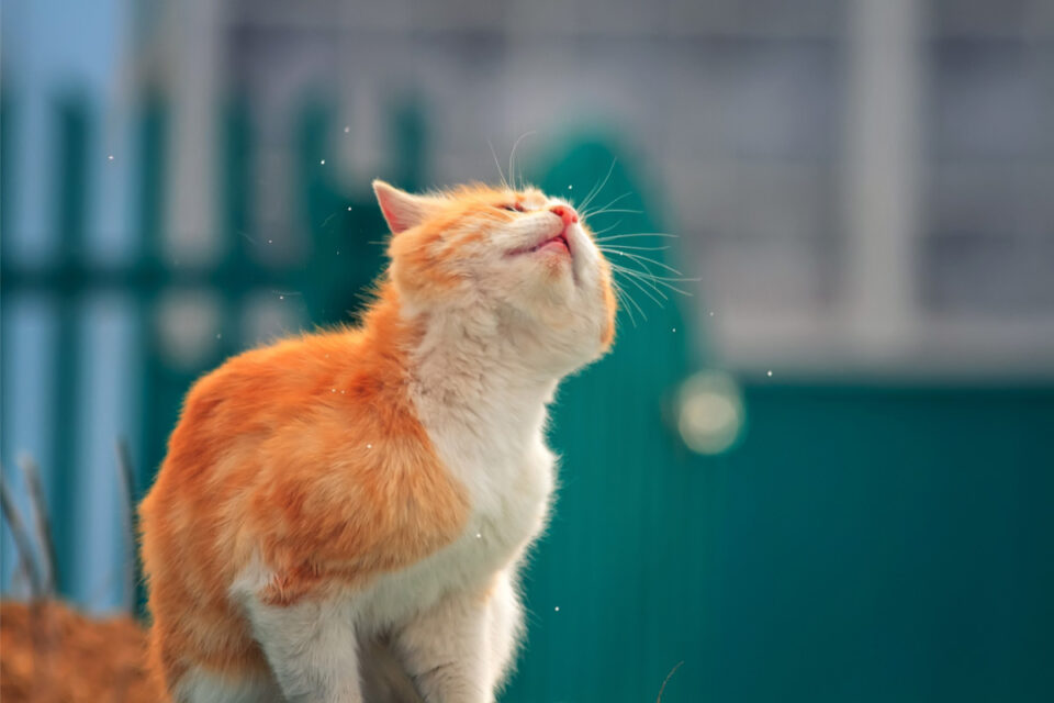 What Smells do Cats Hate 13 Scents You Must Avoid