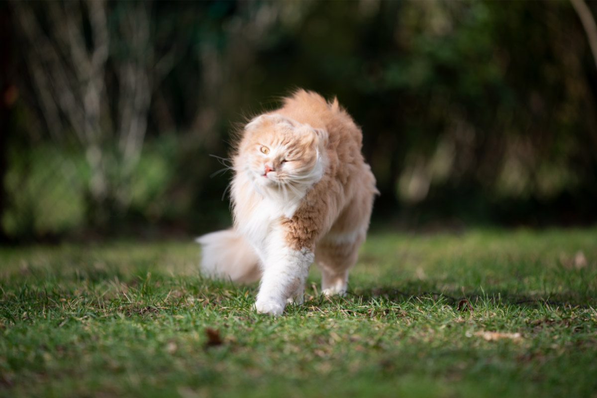 Ginger cat on the grass shaking its body.