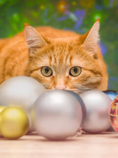Ginger cat appears to be hiding behind ornaments.