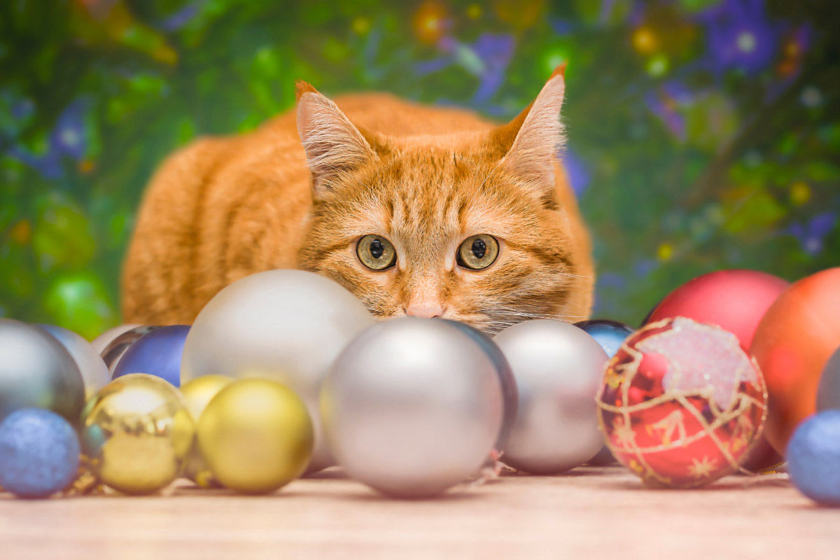 ginger cat ornaments at christmas
