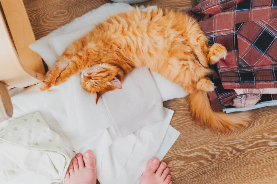 Why Does My Cat Bite My Feet? (2023) 7 Reasons for Attack I Discerning Cat