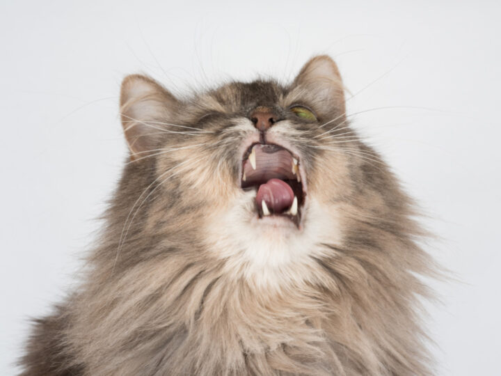 Why Does My Cat Keep Sneezing? 11 Potential Reasons