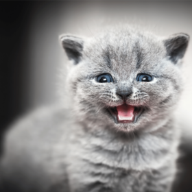 Blue-eyed greyish kitten over a black and white gradient background, meowing.