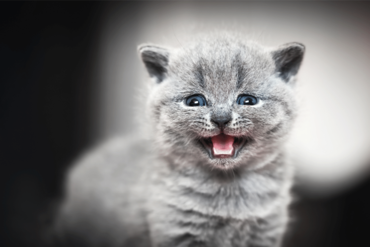 grey kitten meows at night