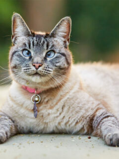 Lynx point Siamese cat wearing a reddish collar with bell lying on the floor and staring at the camera.