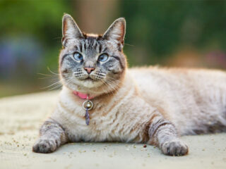 Lynx point Siamese cat wearing a reddish collar with bell lying on the floor and staring at the camera.