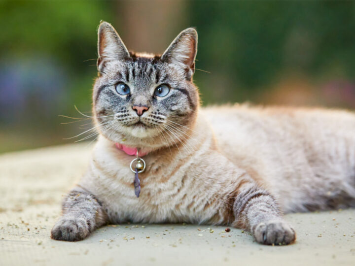 Lynx Point Siamese Cats | Why Everybody Wants One