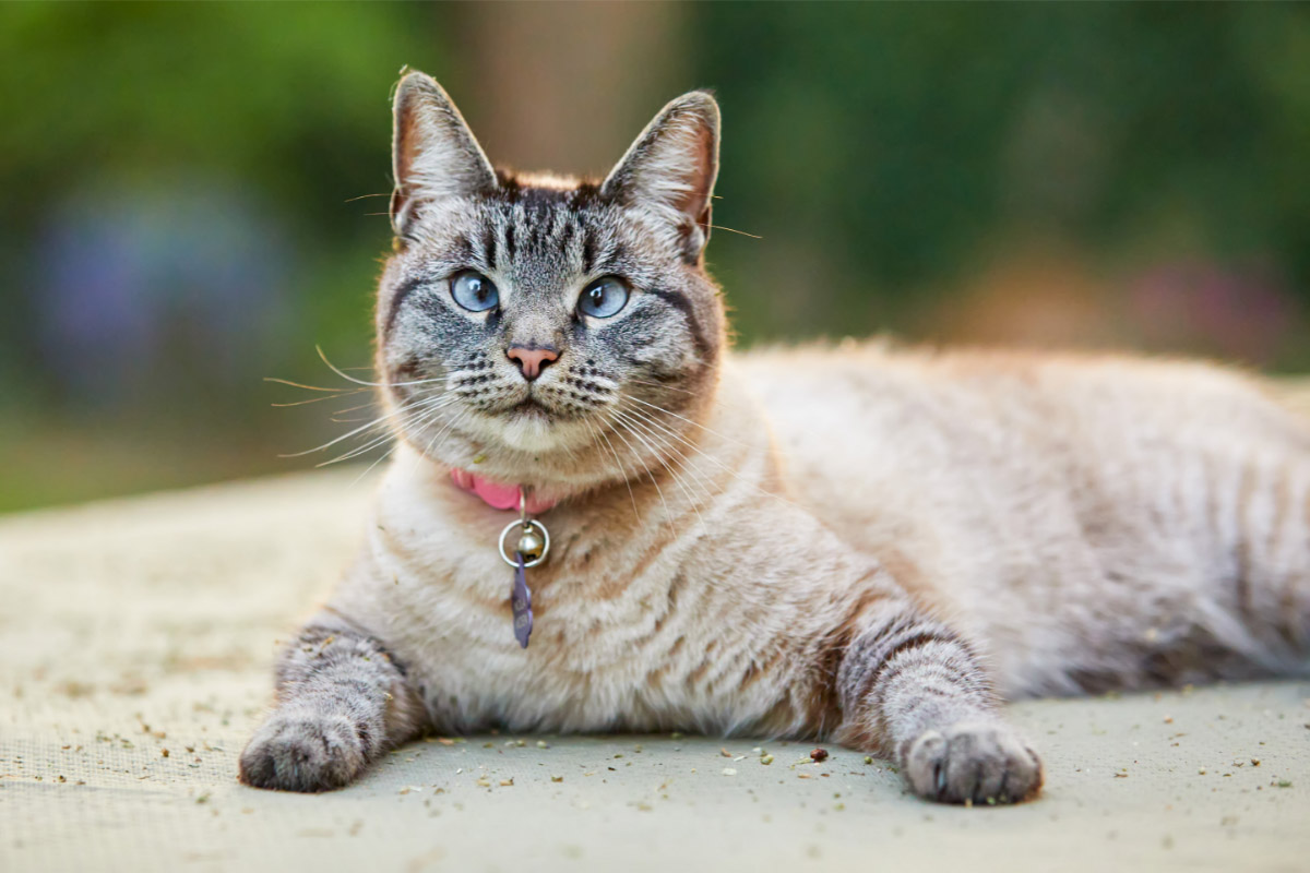 Chat siamois de couleur lynx portant un collier rougeâtre avec une cloche, couché sur le sol et regardant l'appareil photo.