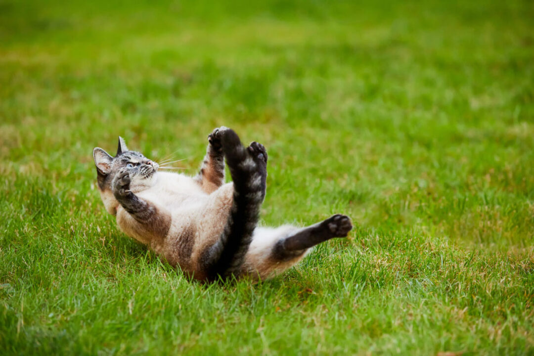 Why Do Cats Lay on Their Backs? (2022) 7 Reasons I Discerning Cat