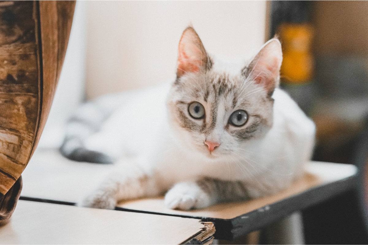 White lynx point Siamese lying on the table.