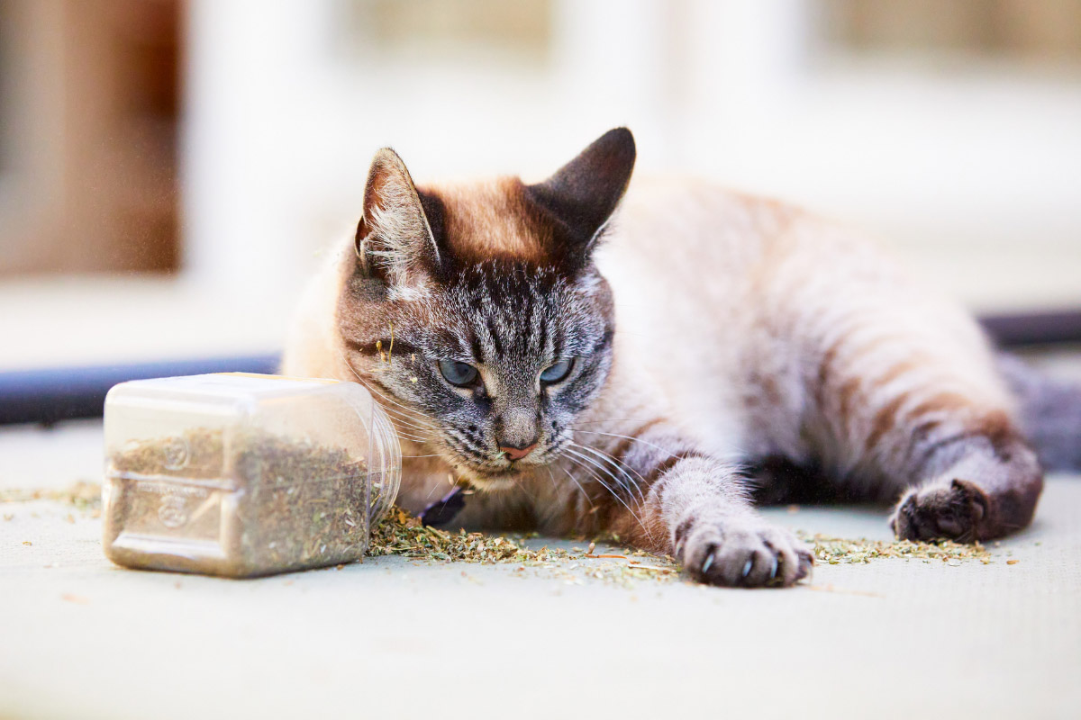 Punto de lince siamés tirado en el suelo jugando con tarro de nip de gato.