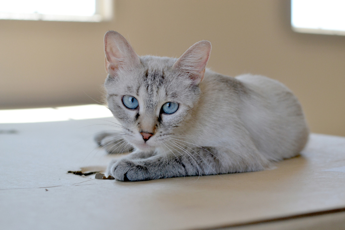 lynx point snowshoe siamese cats