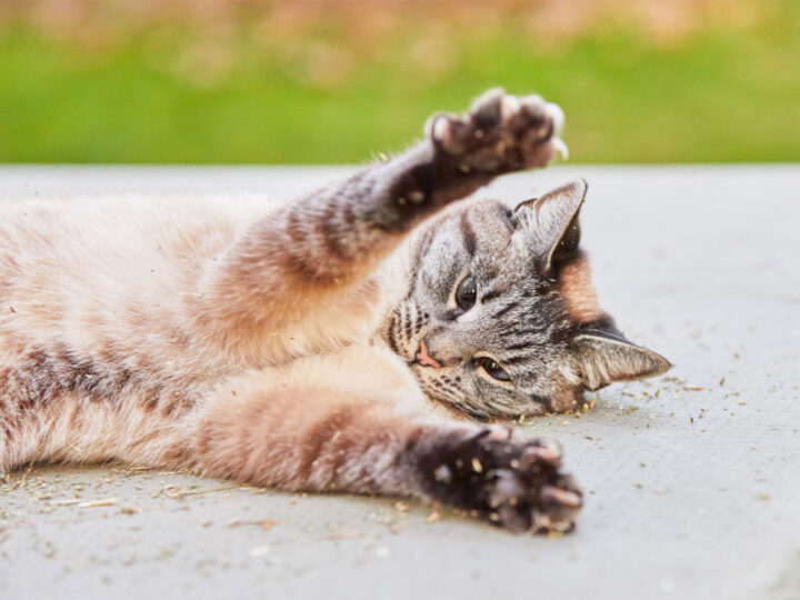 99 Best Cat Captions For Every Cat Photo Occasion