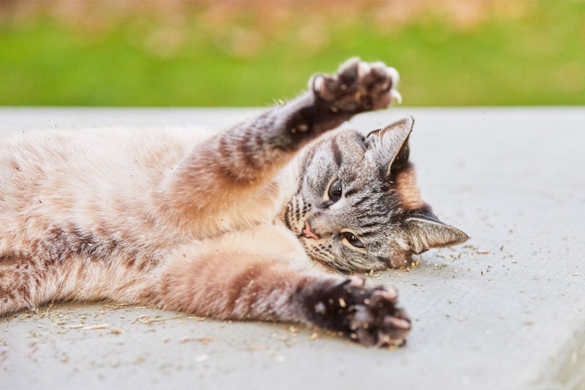 Lynx point Siamese with its paws up.