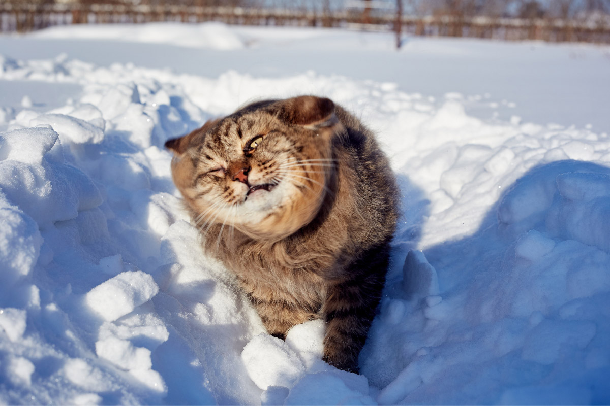 Siberian cat walking on snow shaking its fur.