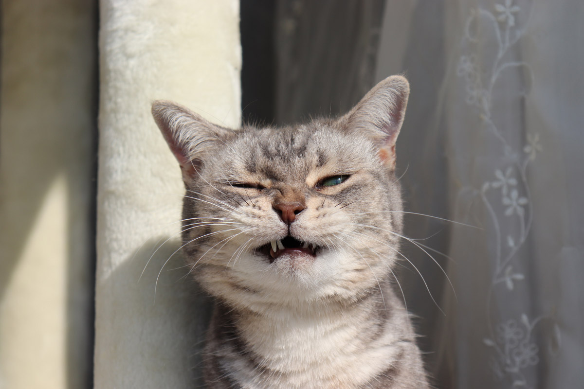 silver and white cat about to sneeze