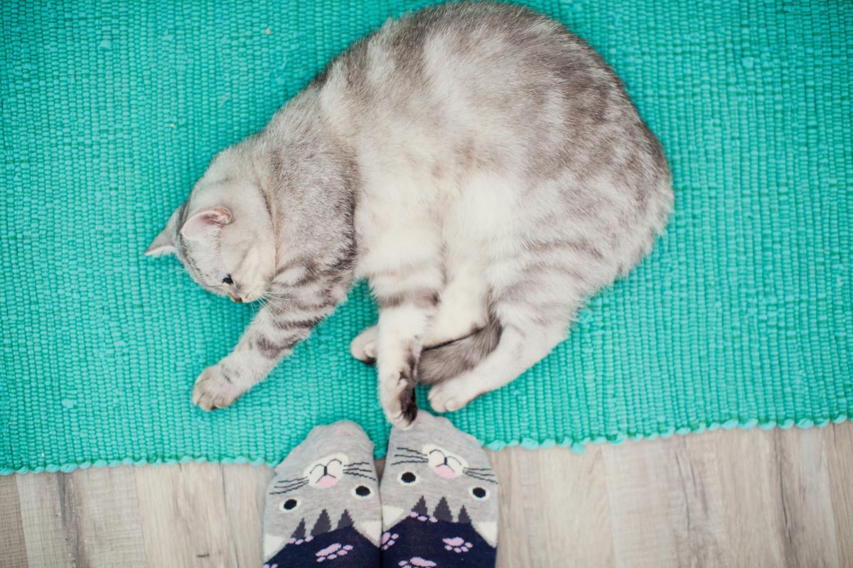 silver cat on mat with feet in slippers