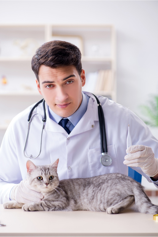 Vet holding a thermometer doing a checkup up on the greyish cat.