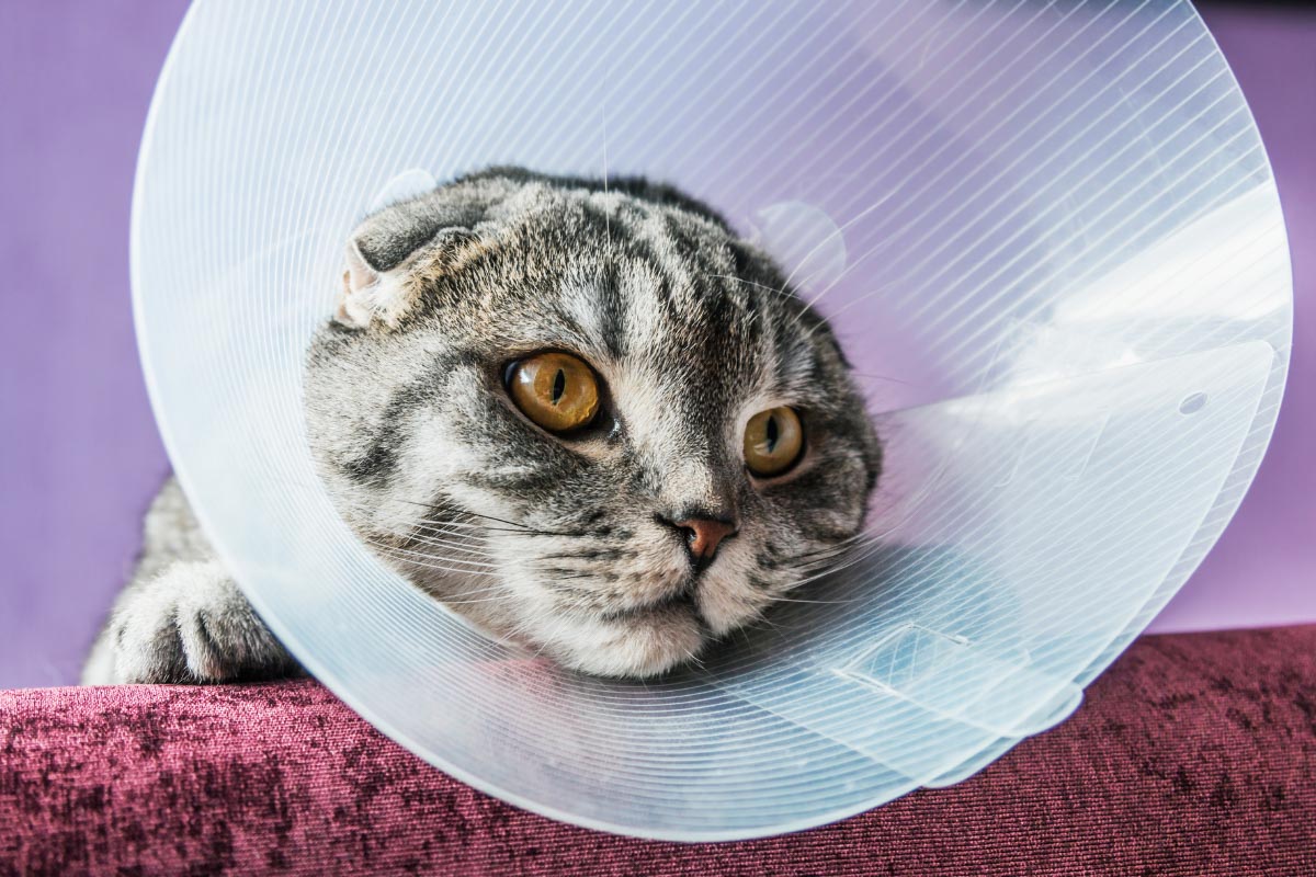 silver scottish fold cat with cone