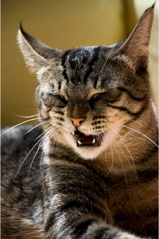 tabby cat about to sneeze