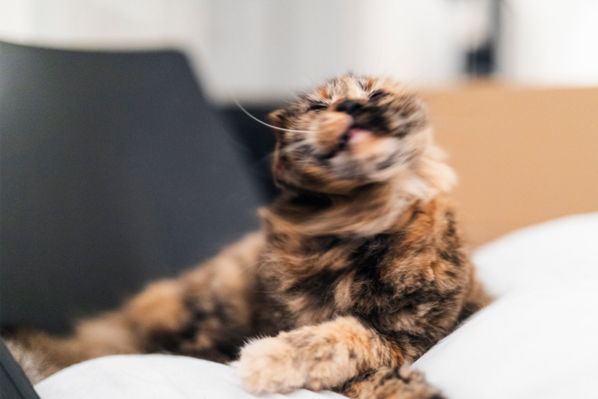tabby cat shaking on bed