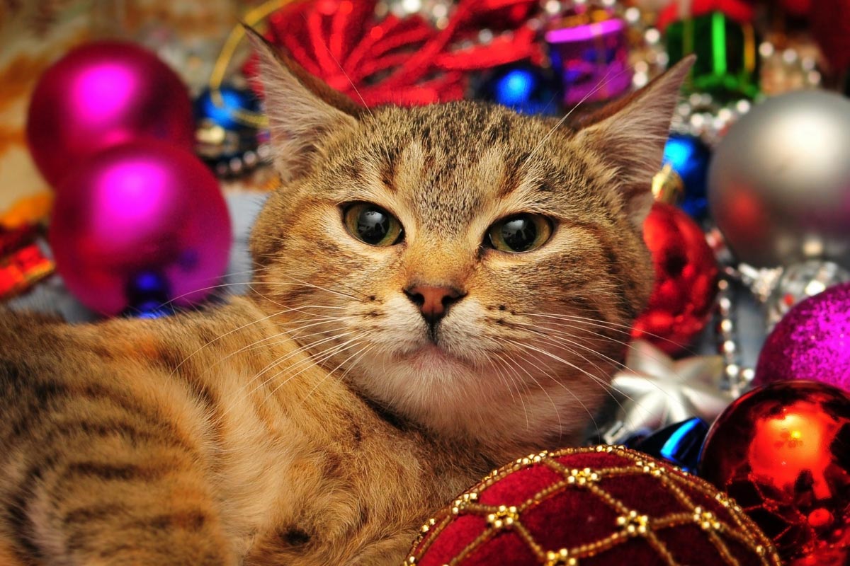 tabby cat with christmas ornaments