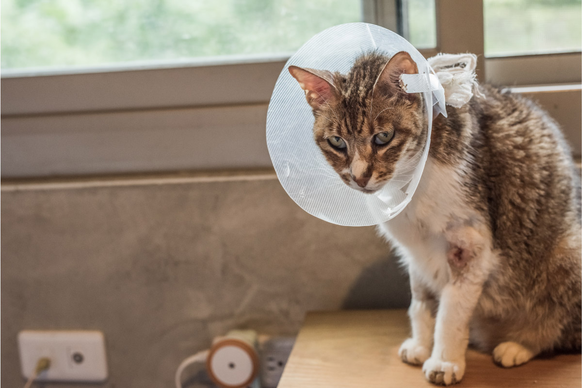 tabby cat with cone