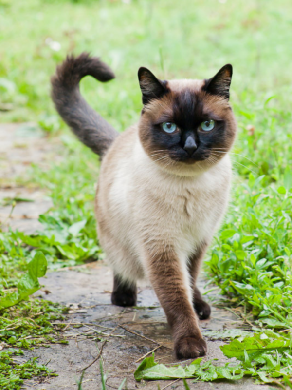 types of siamese cats story