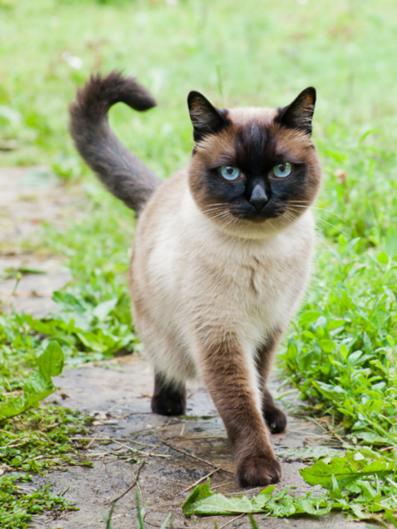 17-meanest-cat-breeds-2023-i-did-your-cat-make-the-list-i-discerning-cat