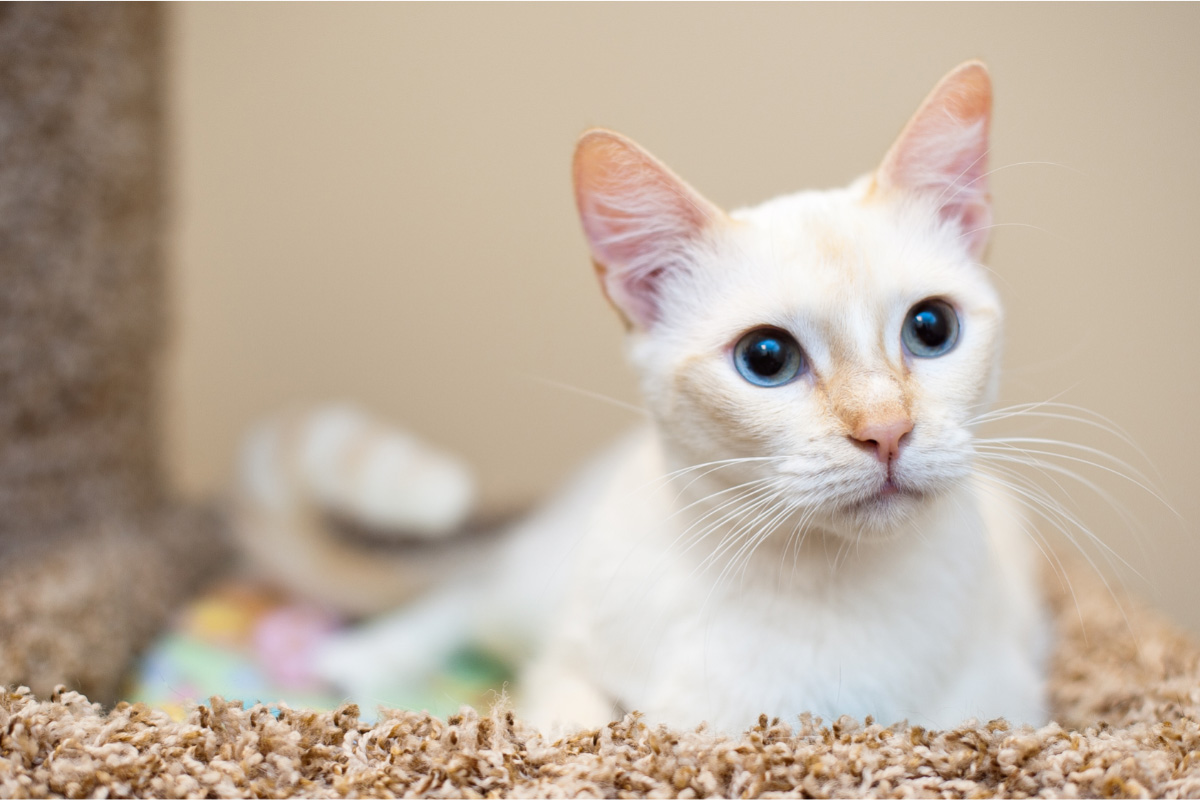 flame point siamese sitting