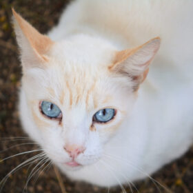 flame point siamese looking at camera