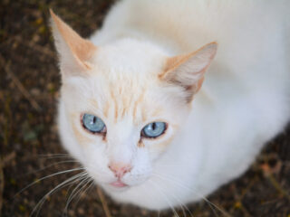 flame point siamese looking at camera