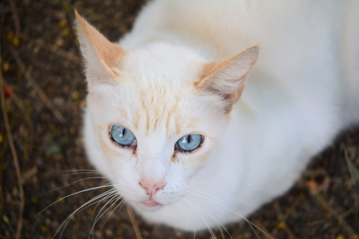 red colorpoint shorthair