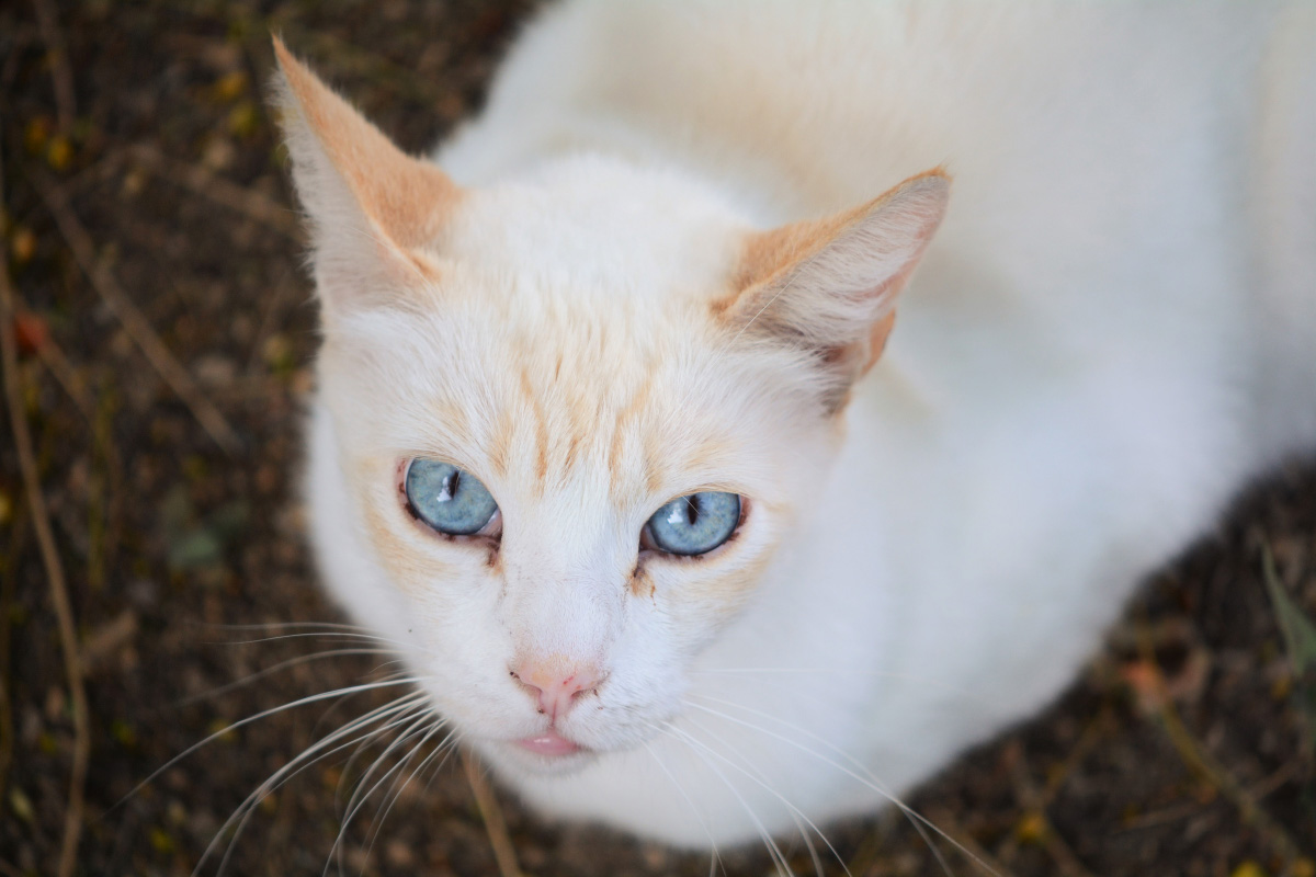 Flame Point Siamese Cat 2022 I 11 Things You Need To Know I 