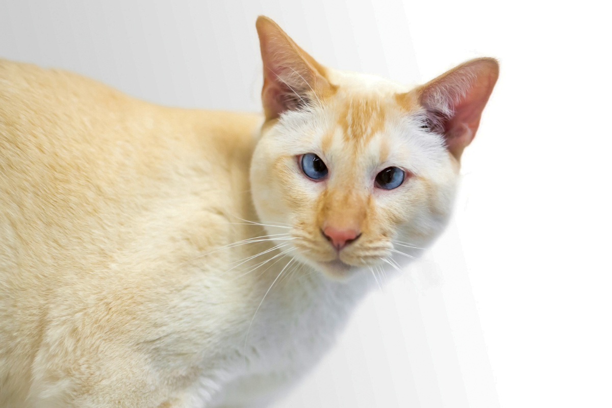 flame point siamese with cross eyes