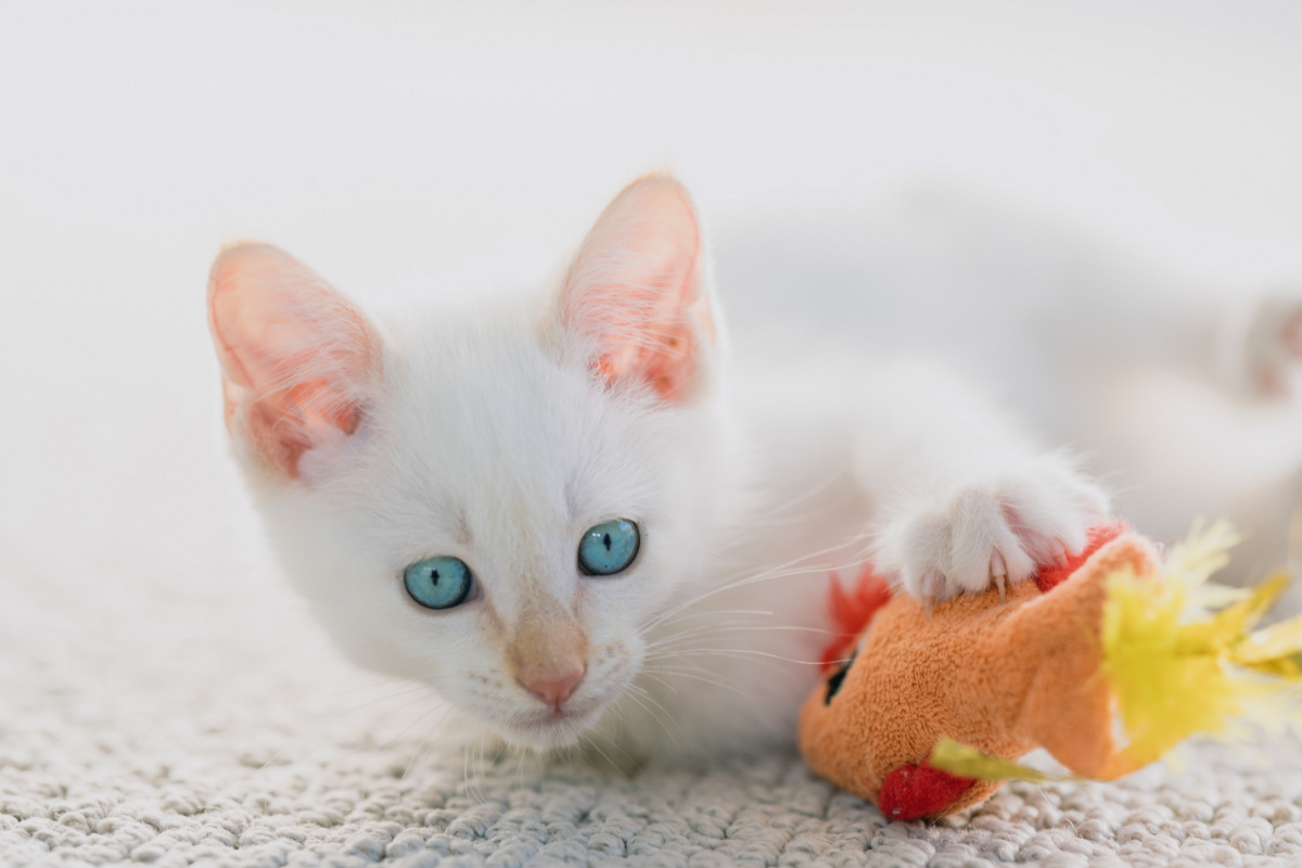 flame point siamese kitten with toy