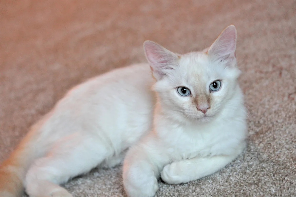flame point cat for sale